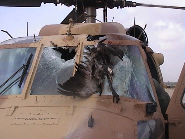 Blackhawk helicopter after bird strike
