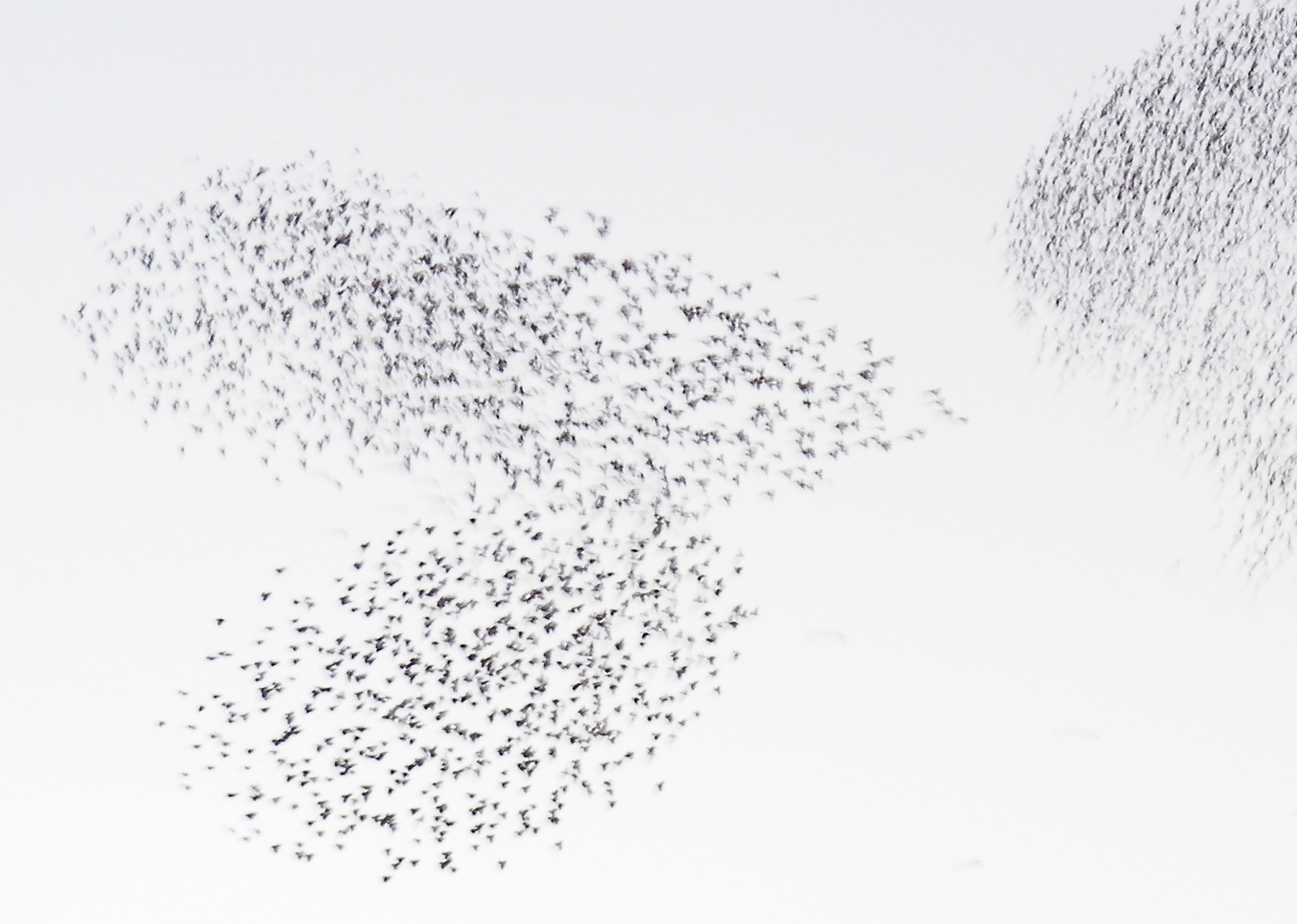 flocks of birds in the sky above Marrakech, January 2012